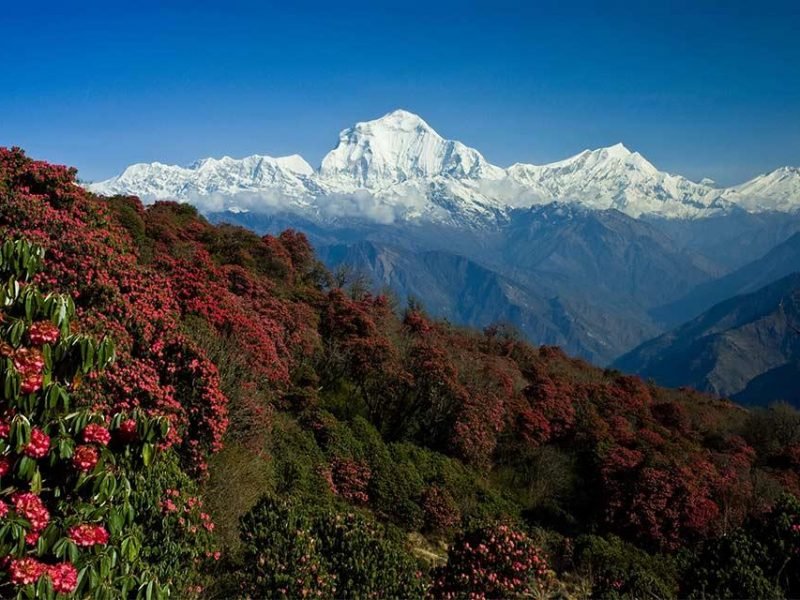 Annapurna Poon Hill Trek